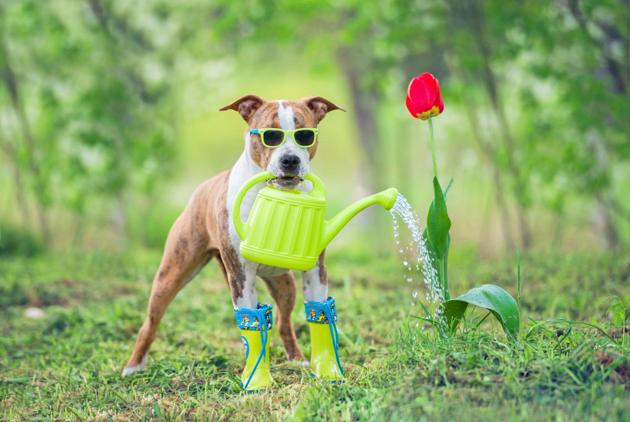 Creating A Pet-Friendly Garden